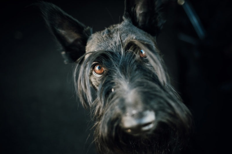 Close up of Digby the dog with eyes in sharp focus