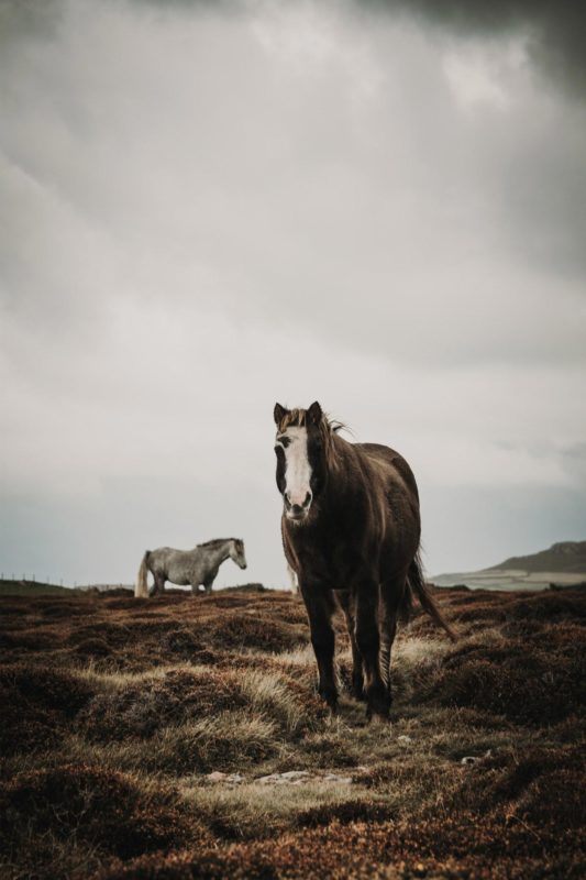 A horse stood on a moody mountain