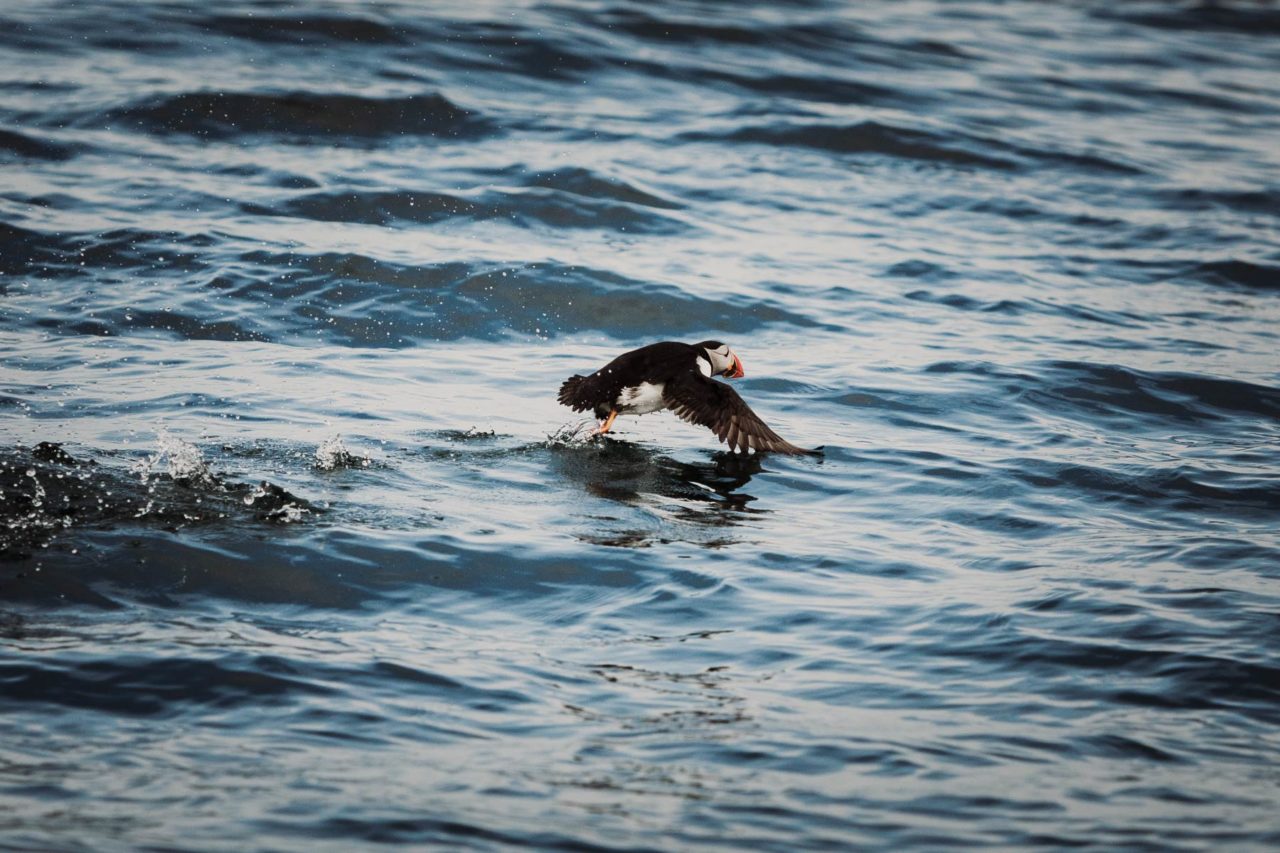 Puffin skimming across the water with wings outstretched