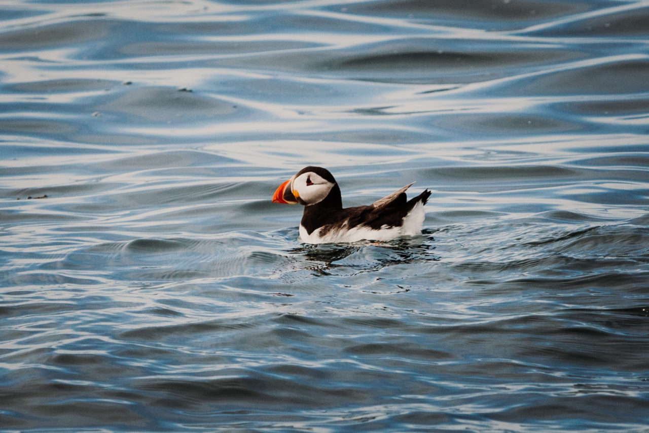 Close up of a puffin bobbing on a calm sea