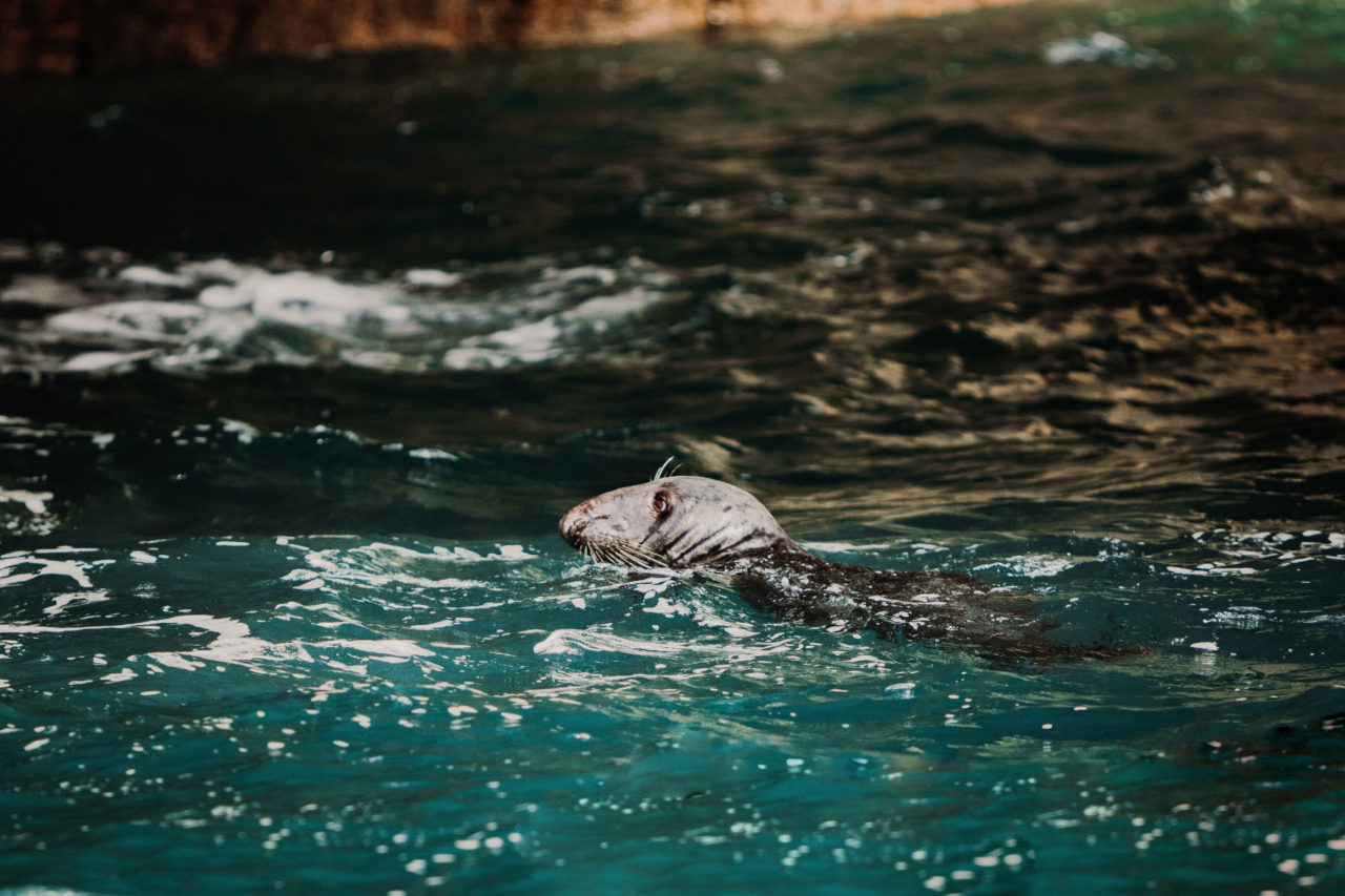 Close up of seals head breaking the water in a cave