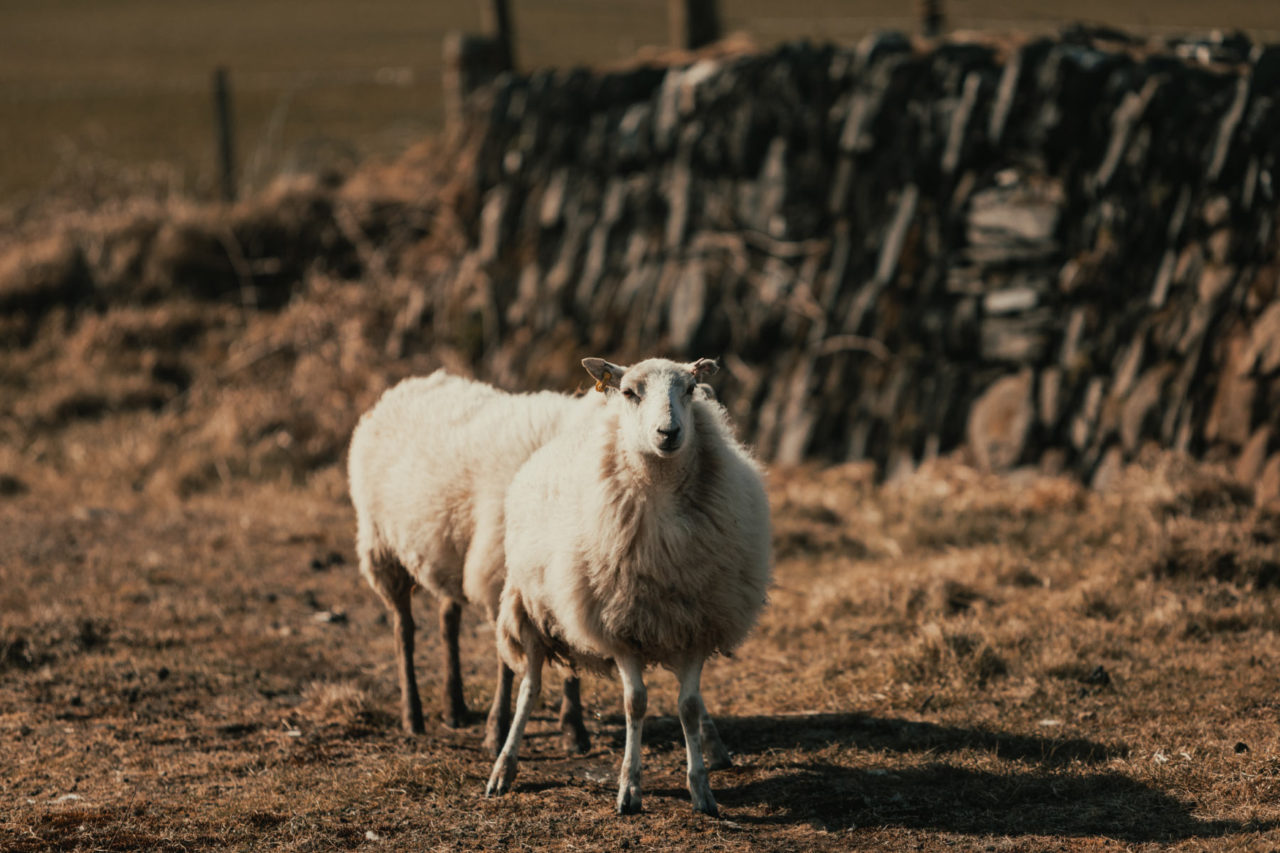 Sheep stood in the middle of the coastal path