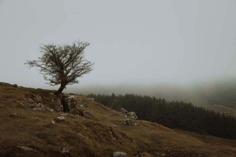 A lone tree stood against a misty valley in the Brecon Beacons