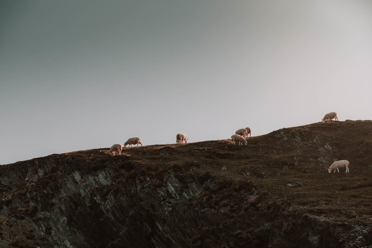 Shot taken from a boat looking up at sheep grazing on the side of a cliff as the sun sets