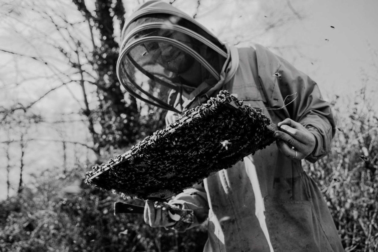 Black and white shot of bee keeper inspecting a honey hive