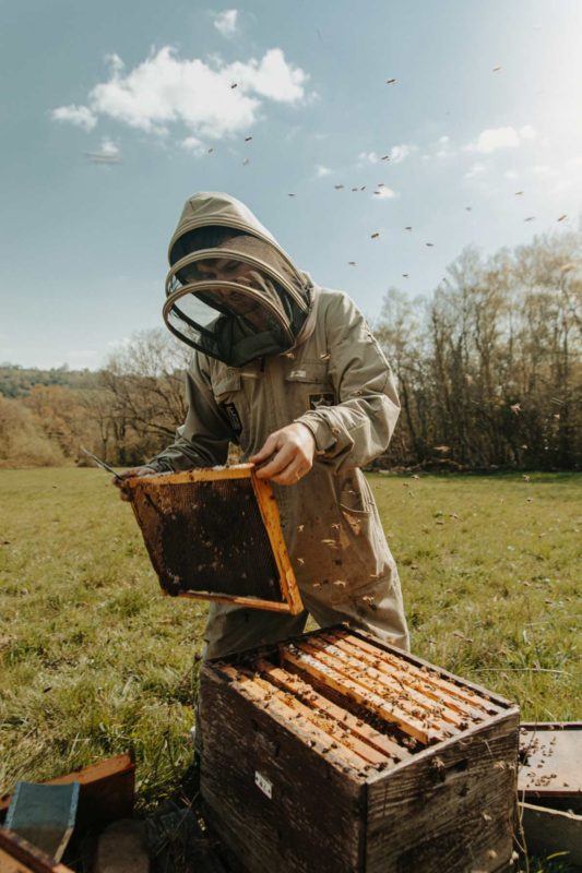 Bee keeper inspecting a honey hive surrounded by flying bees on a sunny day