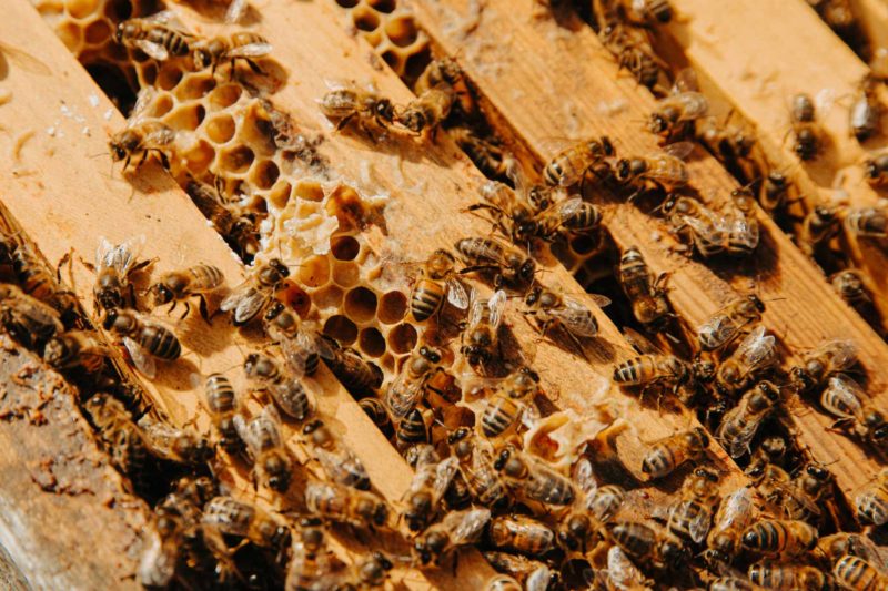 Close up of a colony of honey bees swarming and crawling around a beehive