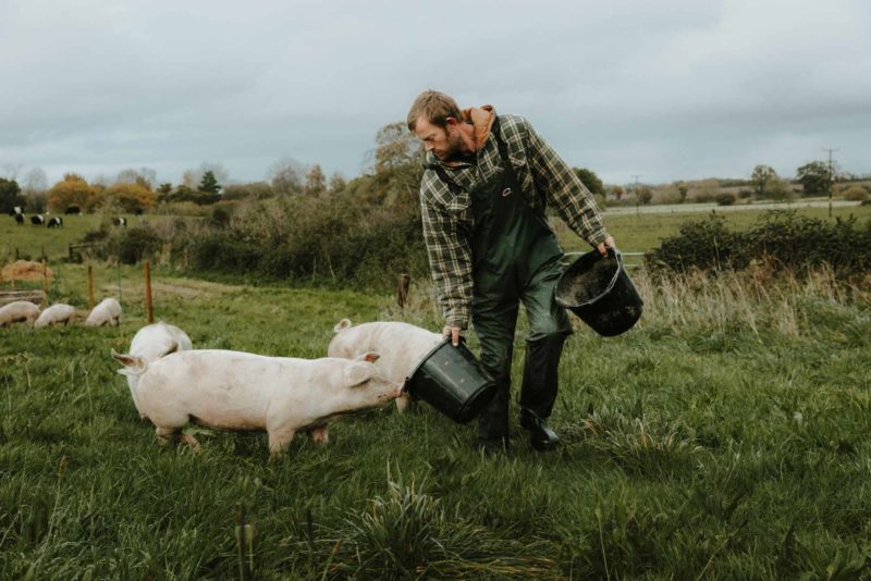 Farmer feeding some pigs in the middle of a field as port of a marketing shoot