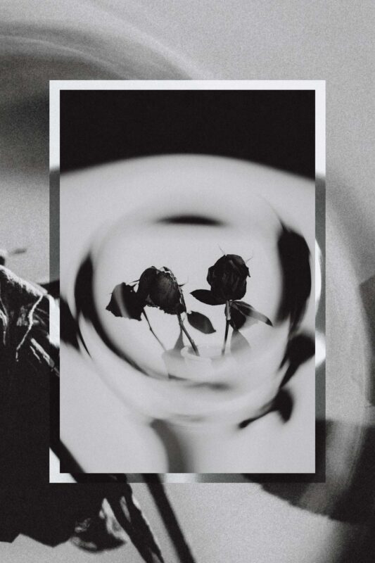Artistic black and white image of two dying roses that have wilted.